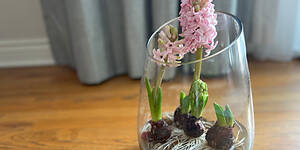 Photo: Growing Flower Bulbs in Water
